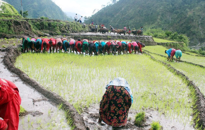 धान दिवस: कुन मन्त्रीले कहाँ रोप्दैछन् धान ?